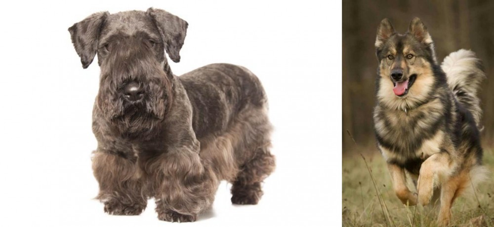 Native American Indian Dog vs Cesky Terrier - Breed Comparison