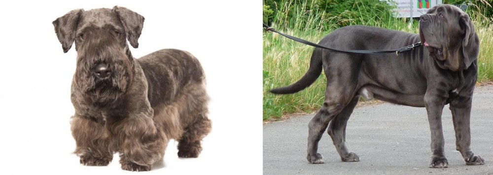 Neapolitan Mastiff vs Cesky Terrier - Breed Comparison