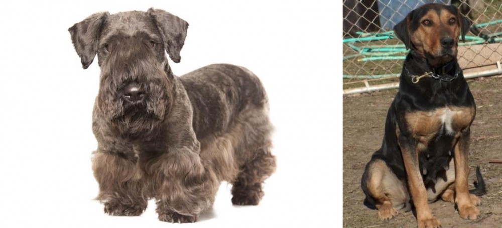 New Zealand Huntaway vs Cesky Terrier - Breed Comparison