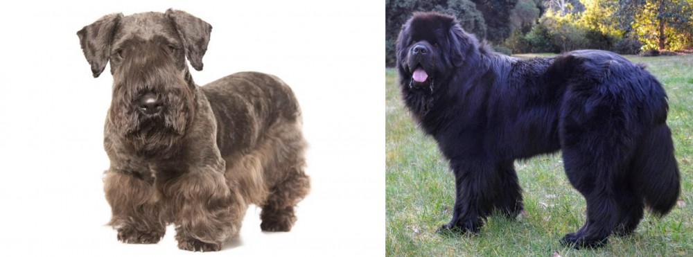 Newfoundland Dog vs Cesky Terrier - Breed Comparison