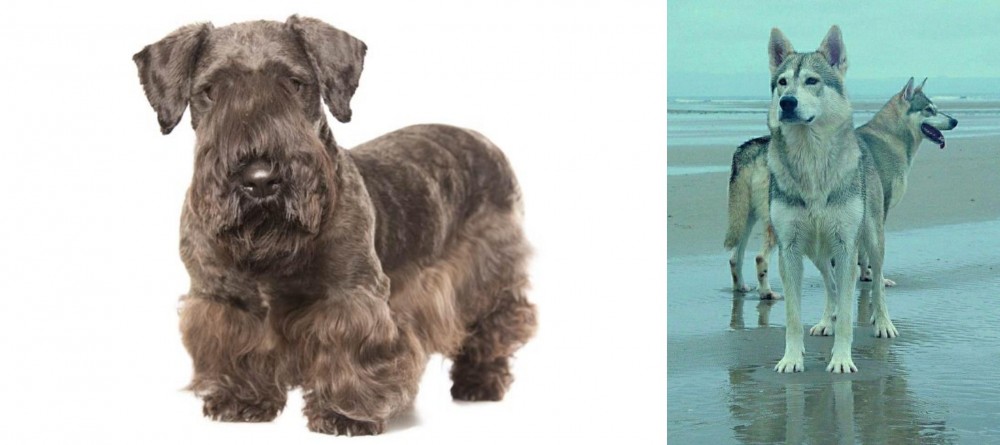 Northern Inuit Dog vs Cesky Terrier - Breed Comparison