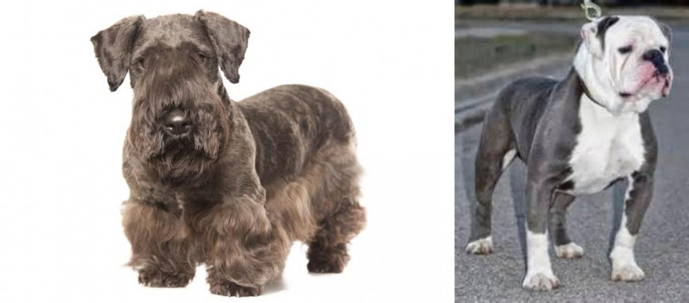Old English Bulldog vs Cesky Terrier - Breed Comparison