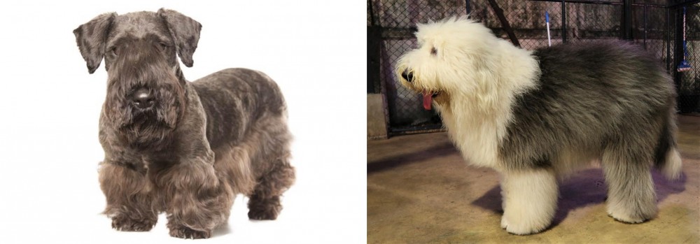 Old English Sheepdog vs Cesky Terrier - Breed Comparison