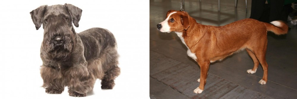 Osterreichischer Kurzhaariger Pinscher vs Cesky Terrier - Breed Comparison