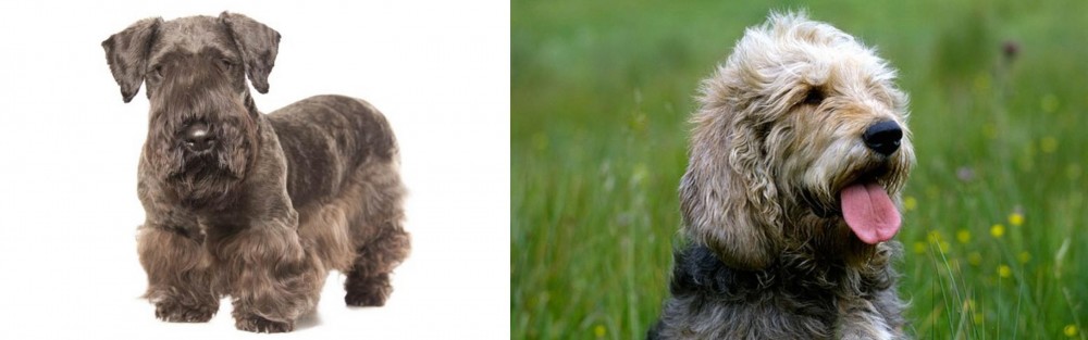 Otterhound vs Cesky Terrier - Breed Comparison