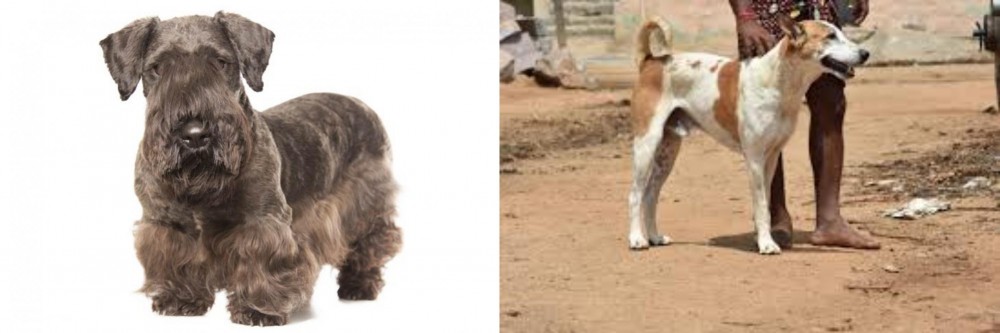Pandikona vs Cesky Terrier - Breed Comparison