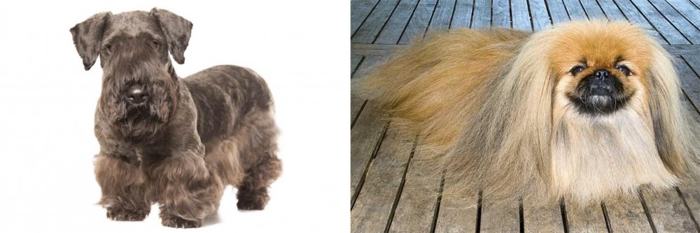 Pekingese vs Cesky Terrier - Breed Comparison
