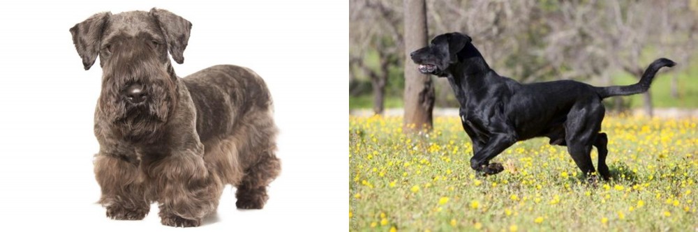 Perro de Pastor Mallorquin vs Cesky Terrier - Breed Comparison