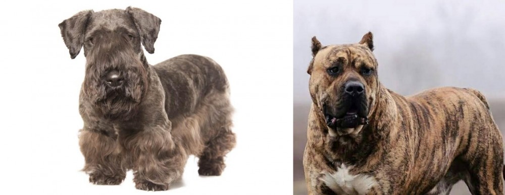 Perro de Presa Canario vs Cesky Terrier - Breed Comparison