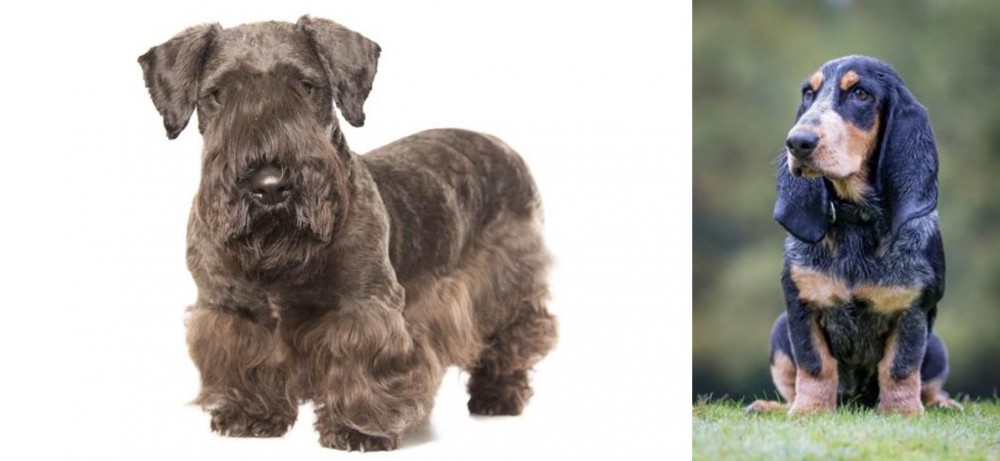 Petit Bleu de Gascogne vs Cesky Terrier - Breed Comparison