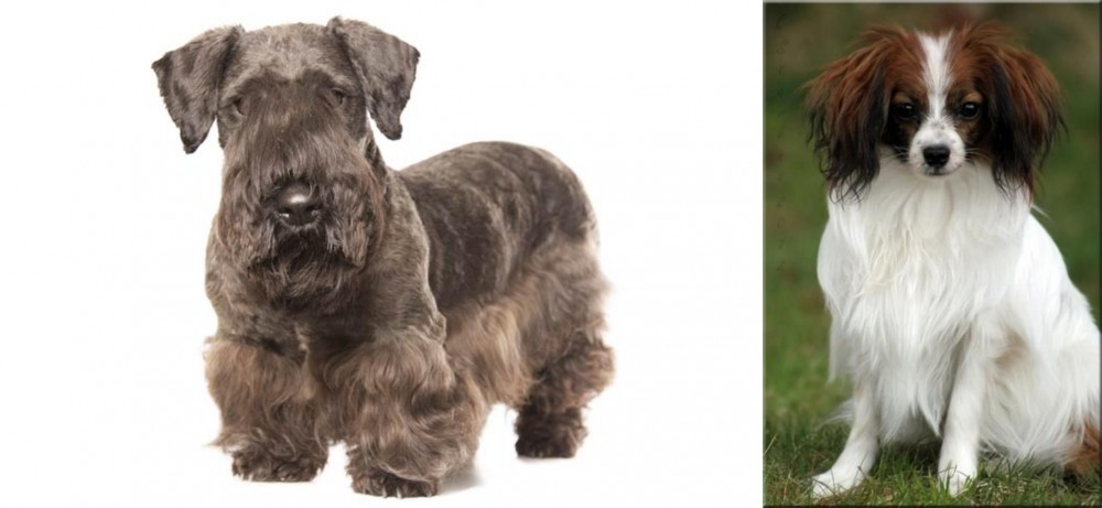 Phalene vs Cesky Terrier - Breed Comparison