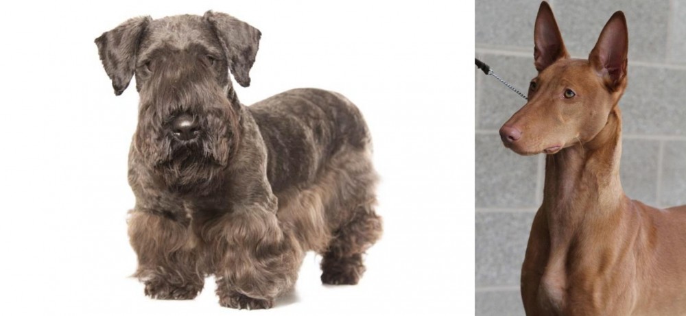 Pharaoh Hound vs Cesky Terrier - Breed Comparison