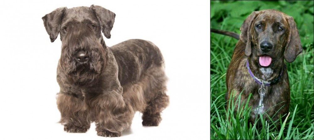 Plott Hound vs Cesky Terrier - Breed Comparison
