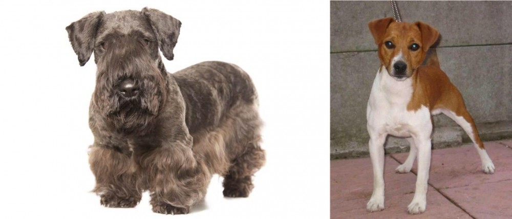 Plummer Terrier vs Cesky Terrier - Breed Comparison