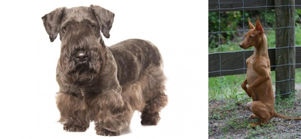 Podenco Andaluz vs Cesky Terrier - Breed Comparison