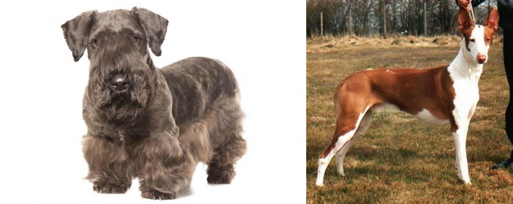 Podenco Canario vs Cesky Terrier - Breed Comparison