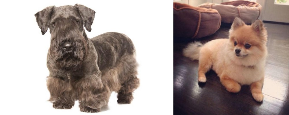 Pomeranian vs Cesky Terrier - Breed Comparison