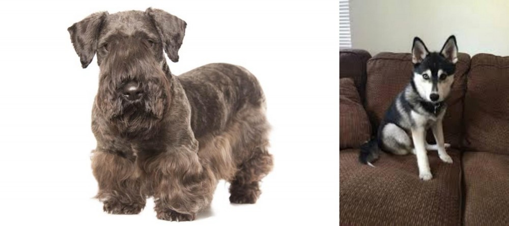 Pomsky vs Cesky Terrier - Breed Comparison