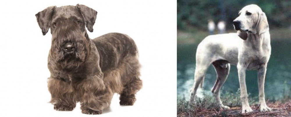 Porcelaine vs Cesky Terrier - Breed Comparison