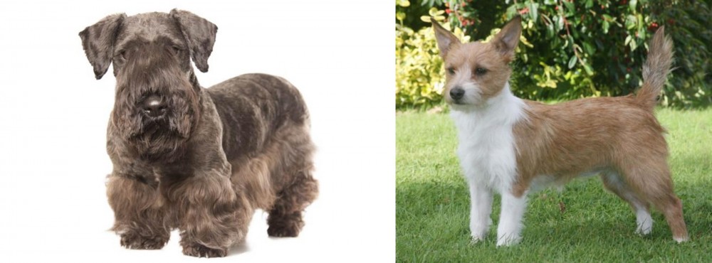 Portuguese Podengo vs Cesky Terrier - Breed Comparison