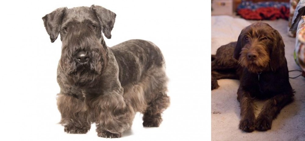 Pudelpointer vs Cesky Terrier - Breed Comparison