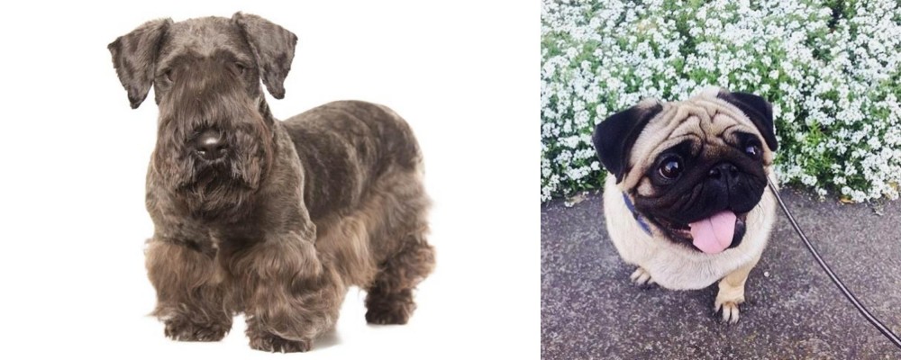 Pug vs Cesky Terrier - Breed Comparison