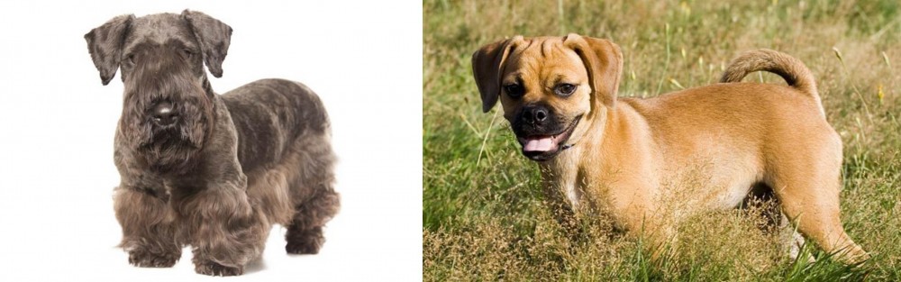 Puggle vs Cesky Terrier - Breed Comparison