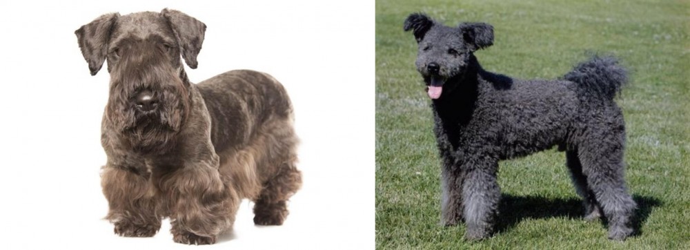 Pumi vs Cesky Terrier - Breed Comparison