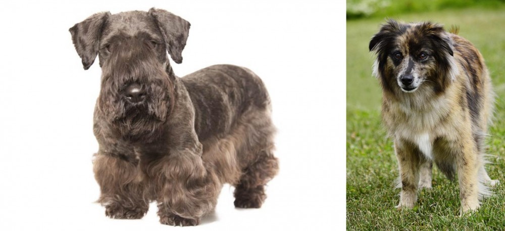 Pyrenean Shepherd vs Cesky Terrier - Breed Comparison