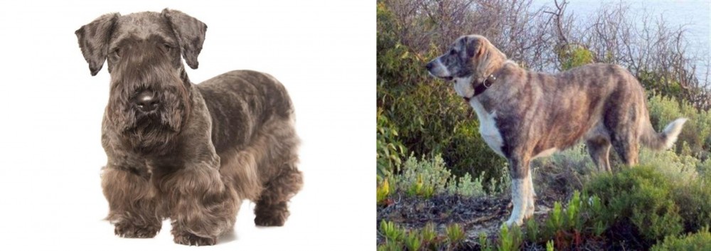 Rafeiro do Alentejo vs Cesky Terrier - Breed Comparison