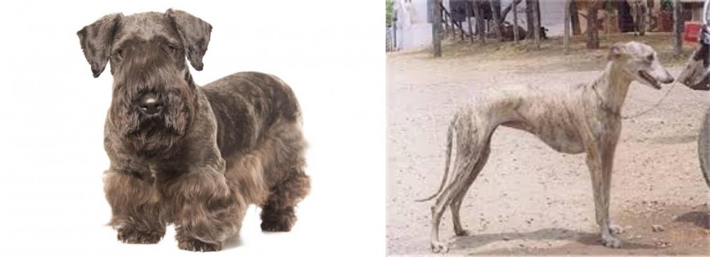 Rampur Greyhound vs Cesky Terrier - Breed Comparison