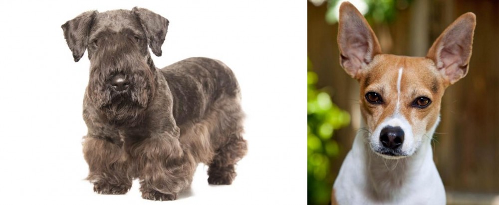 Rat Terrier vs Cesky Terrier - Breed Comparison
