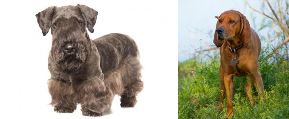 Redbone Coonhound vs Cesky Terrier - Breed Comparison