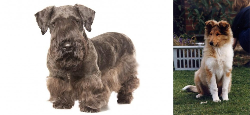 Rough Collie vs Cesky Terrier - Breed Comparison