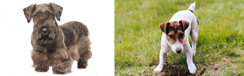 Russell Terrier vs Cesky Terrier - Breed Comparison