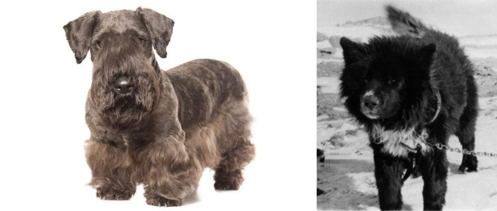 Sakhalin Husky vs Cesky Terrier - Breed Comparison