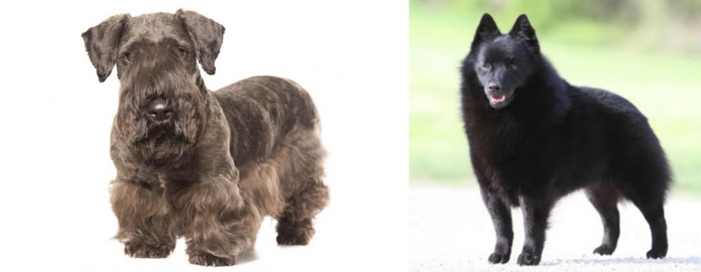 Schipperke vs Cesky Terrier - Breed Comparison