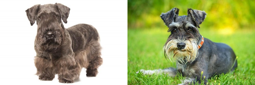 Schnauzer vs Cesky Terrier - Breed Comparison