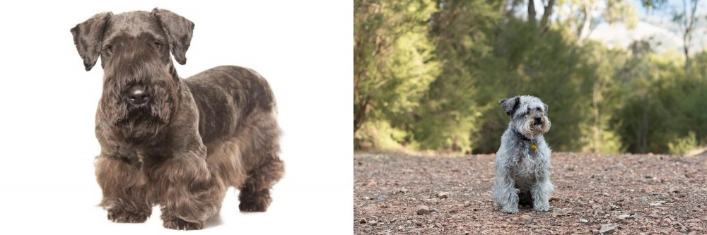 Schnoodle vs Cesky Terrier - Breed Comparison