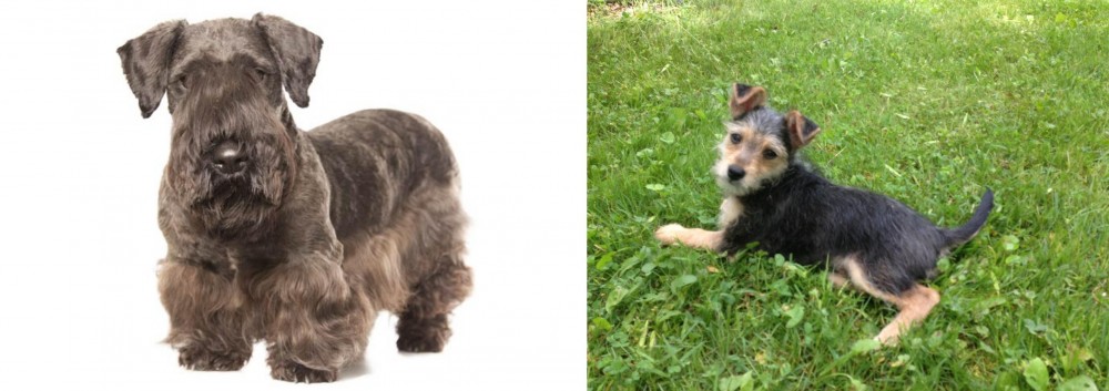 Schnorkie vs Cesky Terrier - Breed Comparison