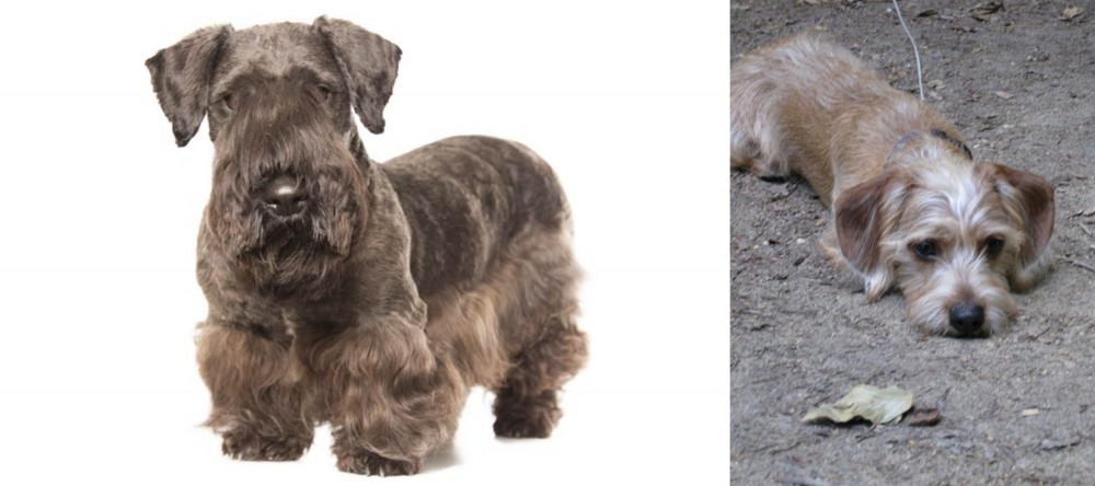 Schweenie vs Cesky Terrier - Breed Comparison