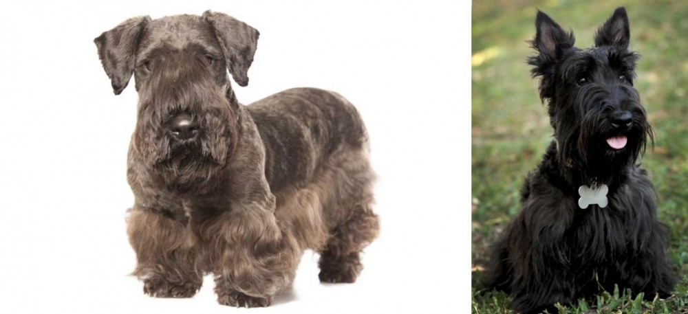 Scoland Terrier vs Cesky Terrier - Breed Comparison