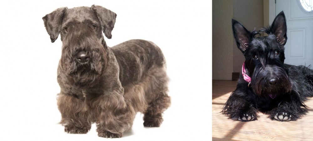Scottish Terrier vs Cesky Terrier - Breed Comparison