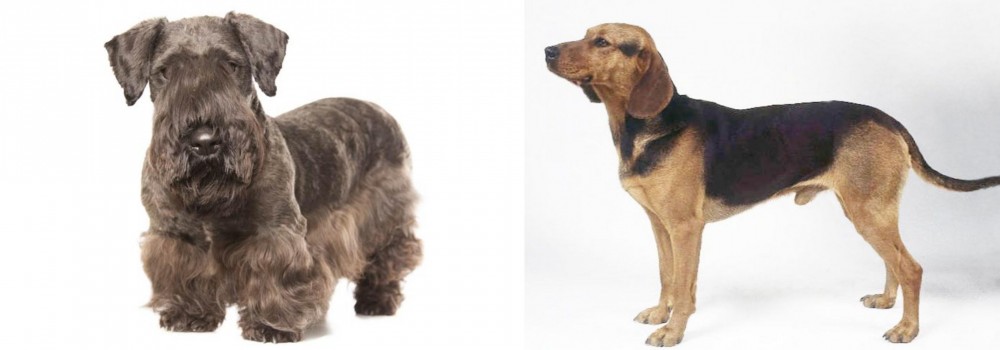 Serbian Hound vs Cesky Terrier - Breed Comparison