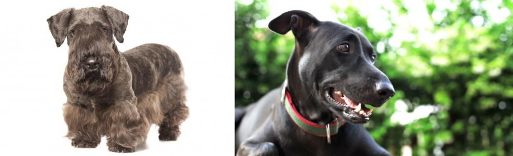Shepard Labrador vs Cesky Terrier - Breed Comparison