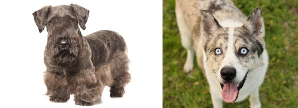 Shepherd Husky vs Cesky Terrier - Breed Comparison