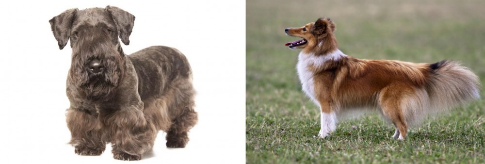 Shetland Sheepdog vs Cesky Terrier - Breed Comparison