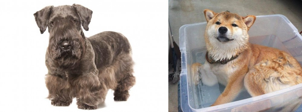 Shiba Inu vs Cesky Terrier - Breed Comparison