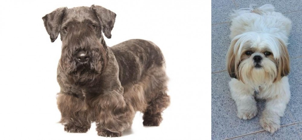 Shih Tzu vs Cesky Terrier - Breed Comparison
