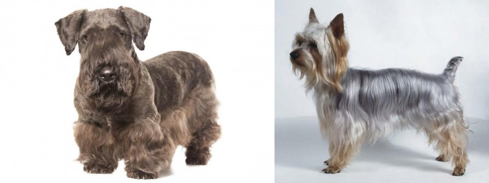 Silky Terrier vs Cesky Terrier - Breed Comparison